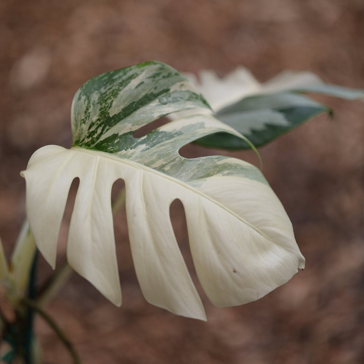 philodendron fuzzy petiole vs nangaritense Philodendron nangaritense – Carnivero main image 0