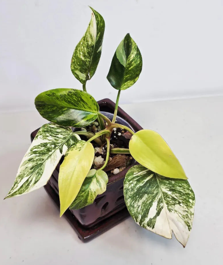 Philodendron White Princess tricolor  PlantVers Houseplants