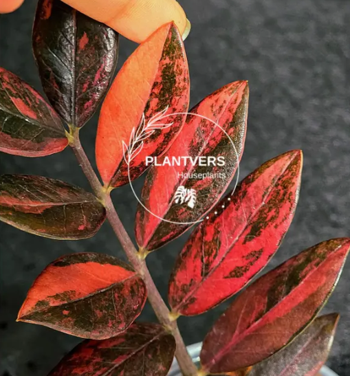 その他観葉植物 Zz Raven Deep Red Variegated Raven ZZ Plant Collection – PlantVers Houseplants