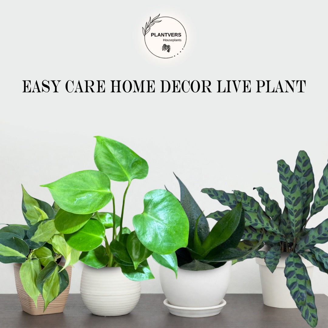 Calathea plant set