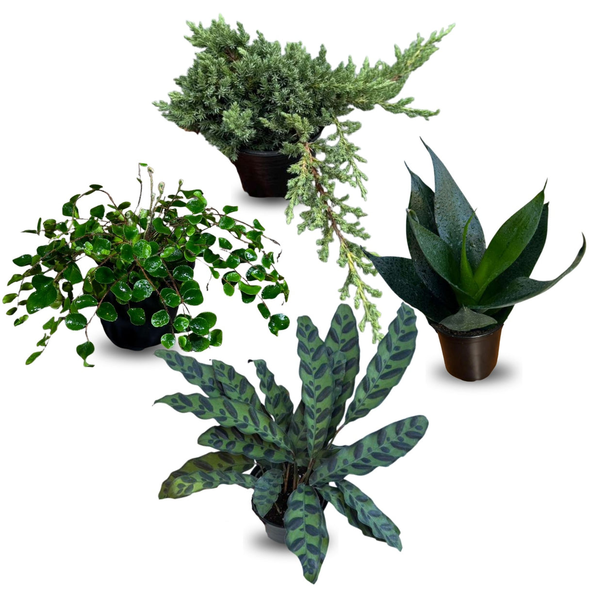 4 Pack Live Houseplants in 4 Inch Pots - Easy Care Low Light Indoor Plants - Air Purifying Decorative Potted Plant Set - Mystery Assorted Bundle