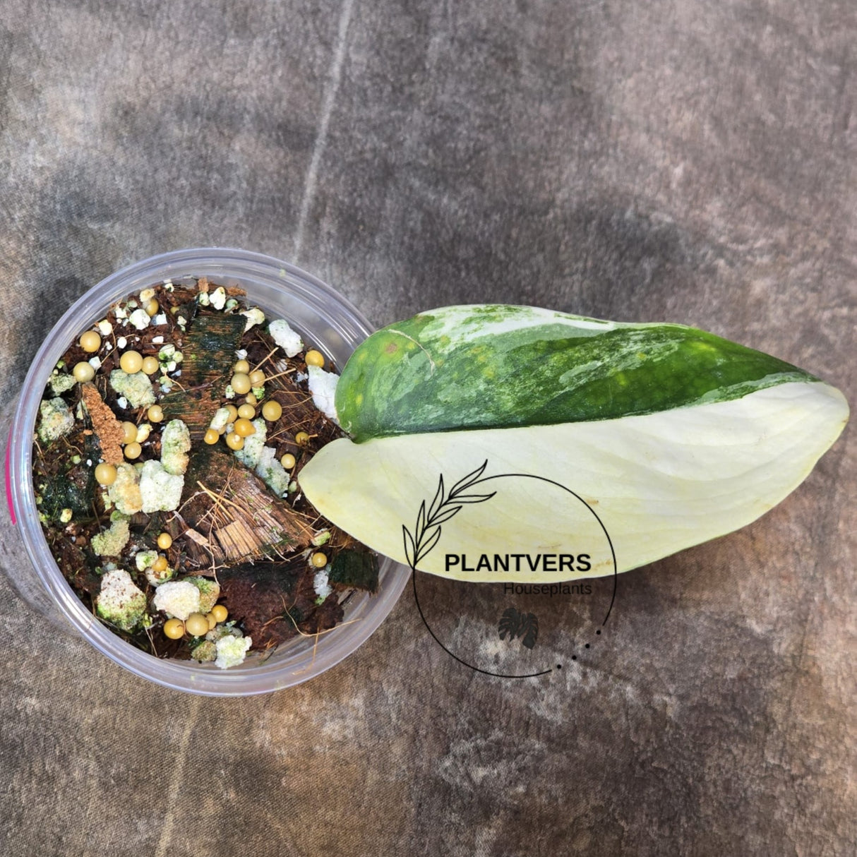 Variegated Single Leaf Plant