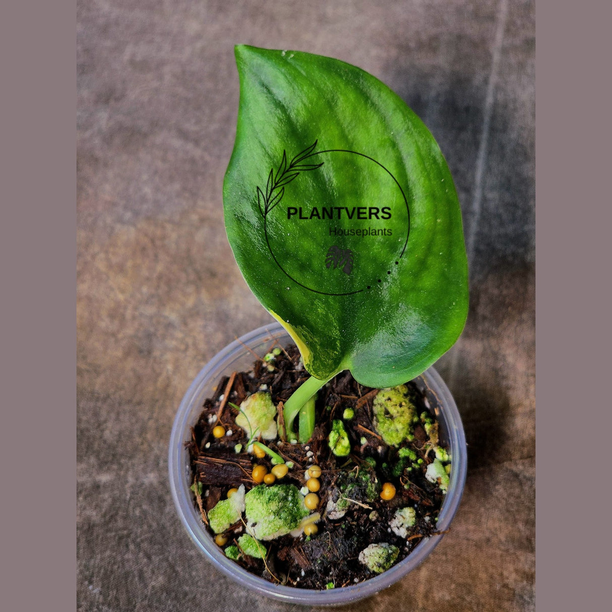 Scindapsus Jade Satin Variegated