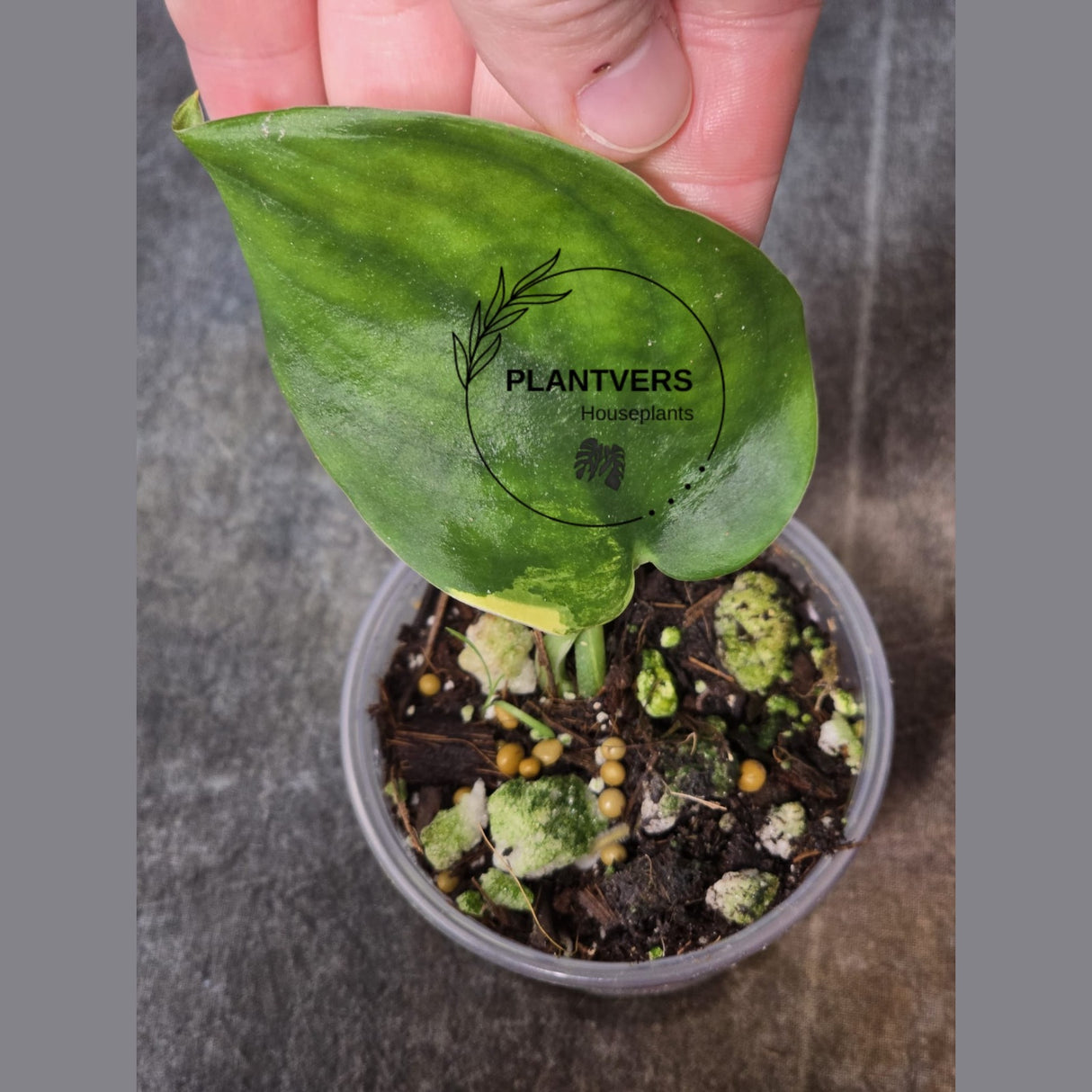 Scindapsus Jade Satin