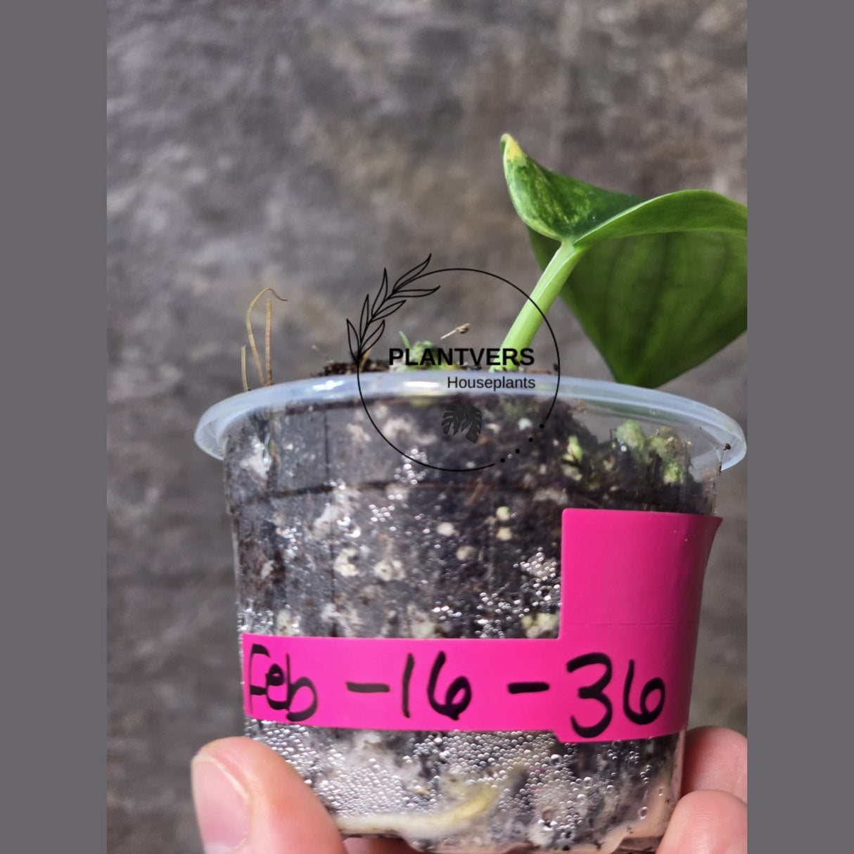 Variegated Scindapsus Jade Satin Plant - Rare Tropical - EXACT Same Plant - US Seller