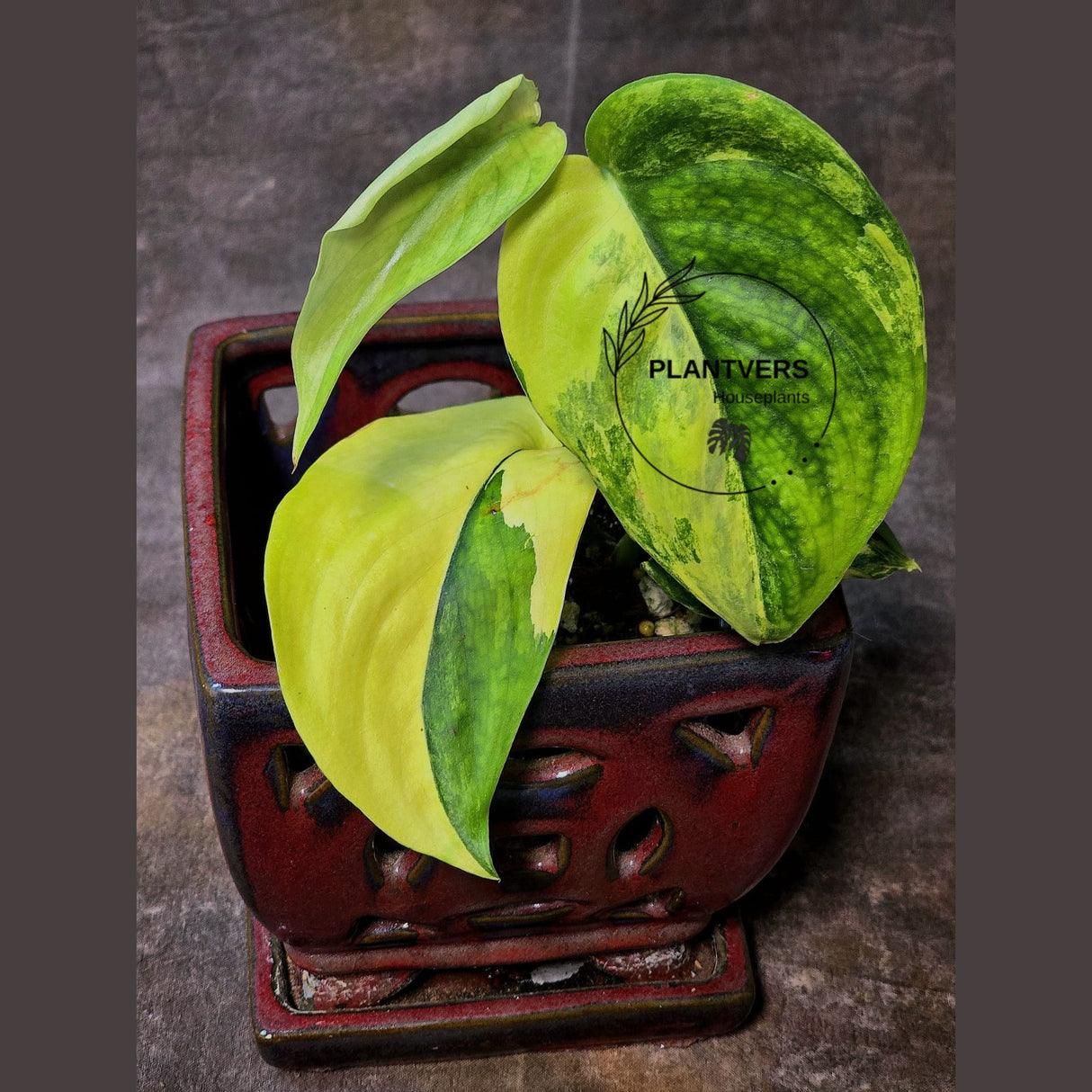 Scindapsus Jade Satin Rooted Plant