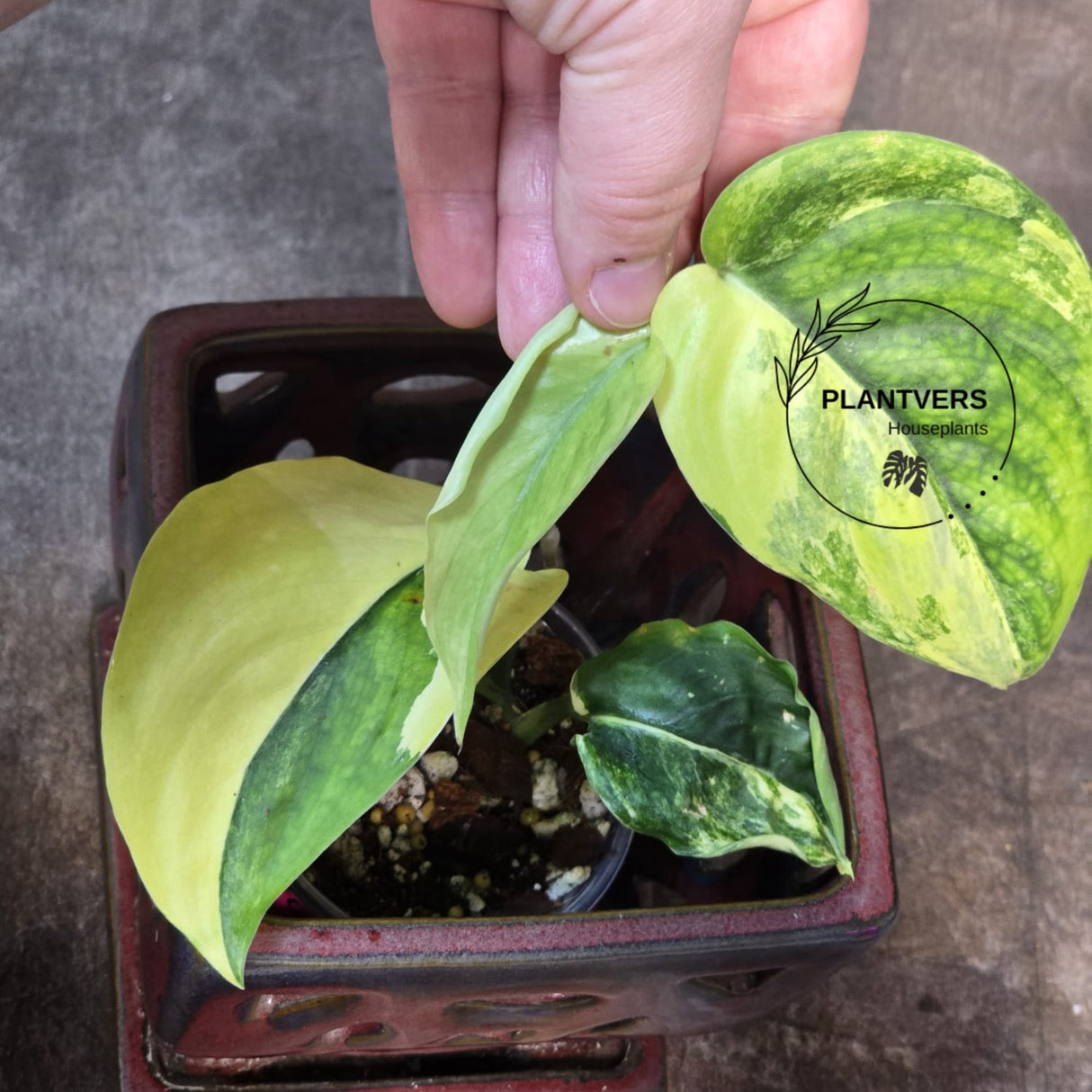 Scindapsus Jade Satin