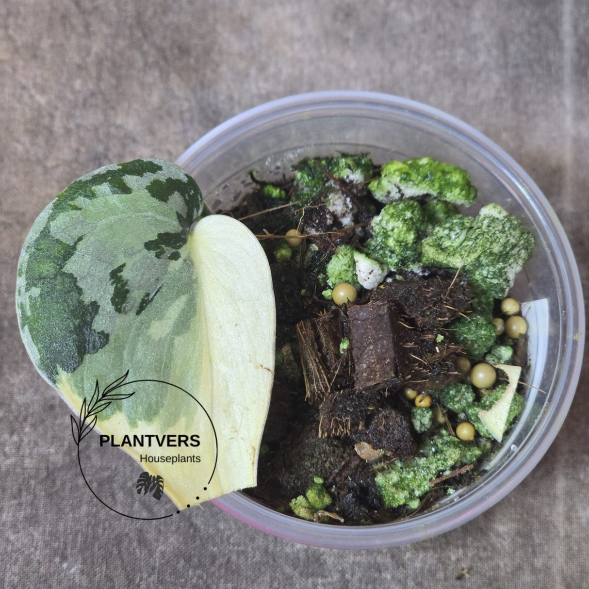 Rare Scindapsus Mayari