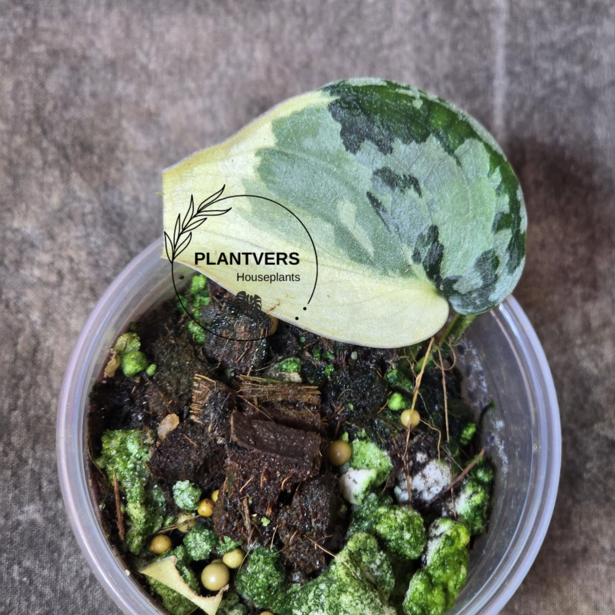 Variegated Scindapsus Mayari - Rare Collector Plant - EXACT Same Plant - US Seller