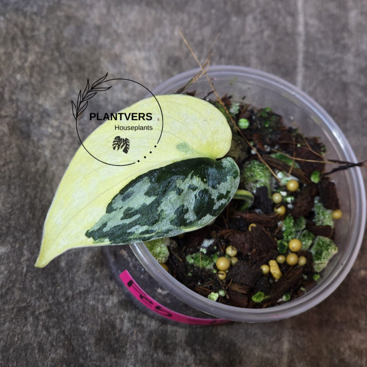 Variegated Scindapsus Mayari