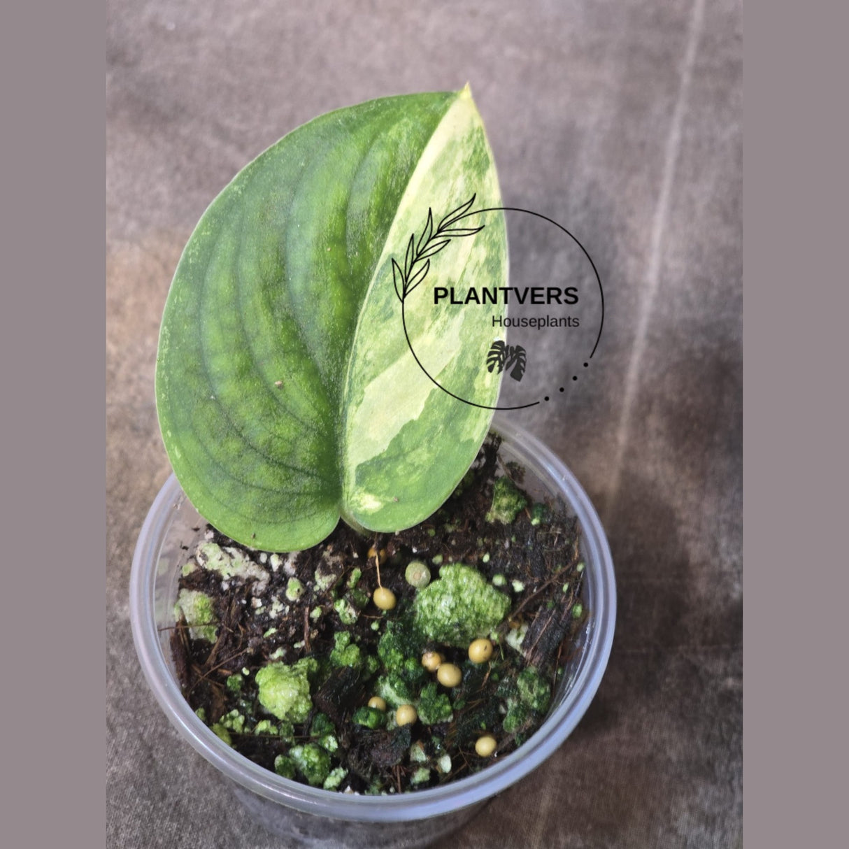 Scindapsus Jade Satin Variegated