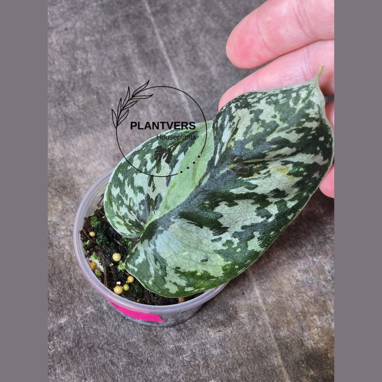 Variegated Scindapsus Mayari - Rare Collector Plant - EXACT Plant - US Seller