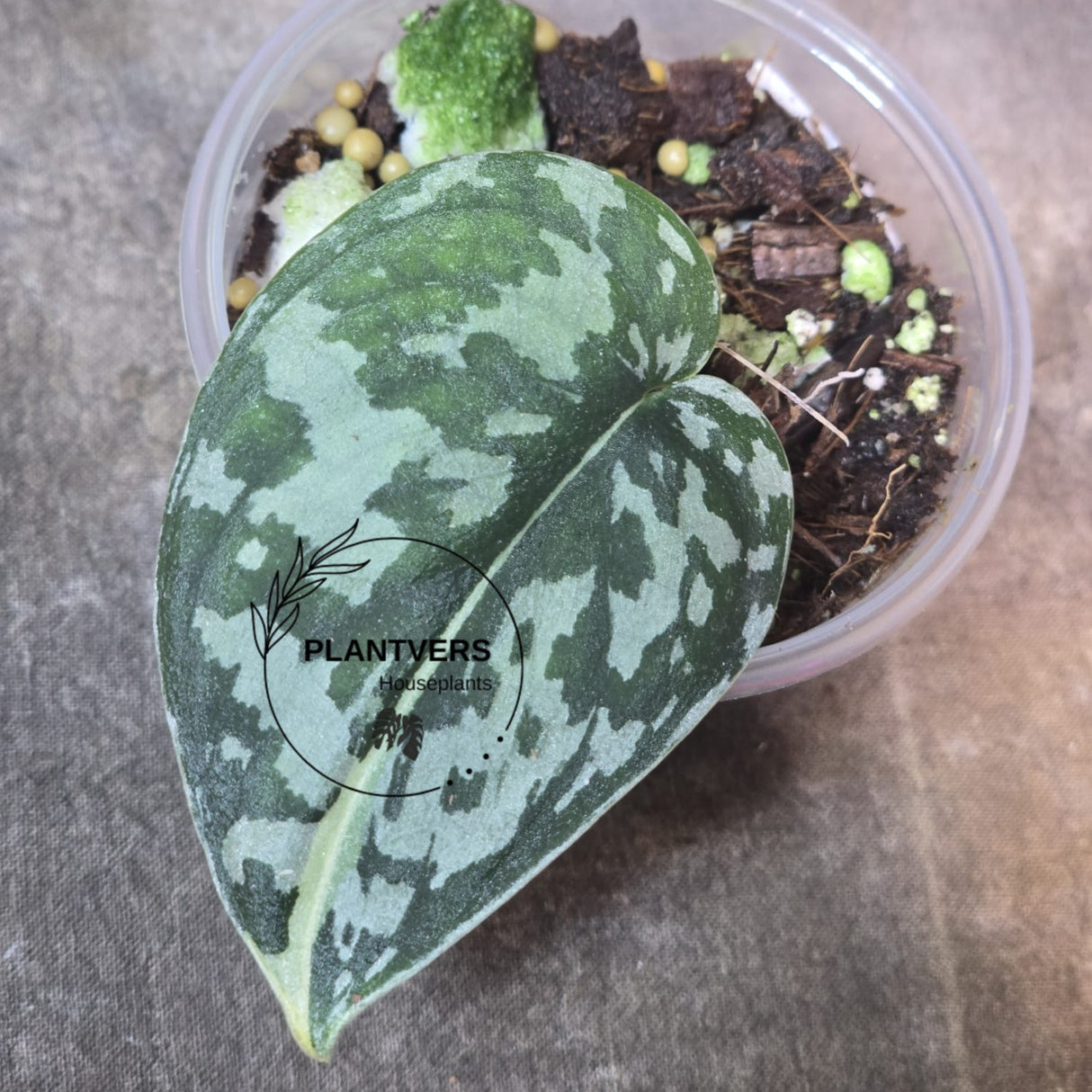 Scindapsus Mayari Collector Plant