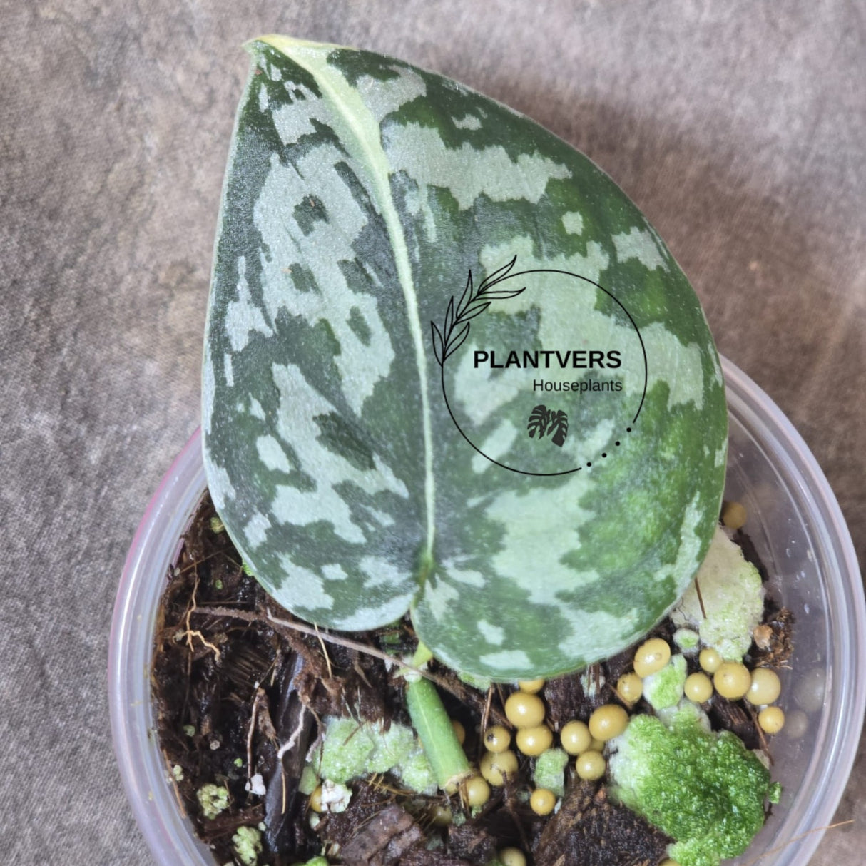 Variegated Scindapsus Mayari Potted Plant- Rare Collector Plant - EXACT Plant - US Seller