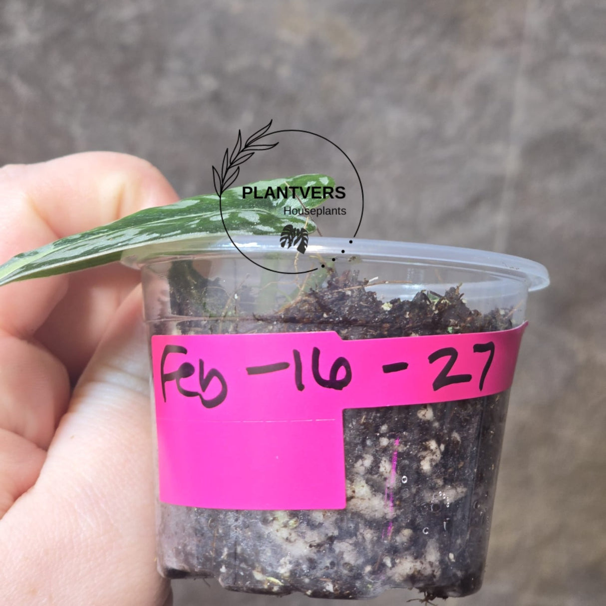 Variegated Scindapsus Mayari Potted Plant- Rare Collector Plant - EXACT Plant - US Seller