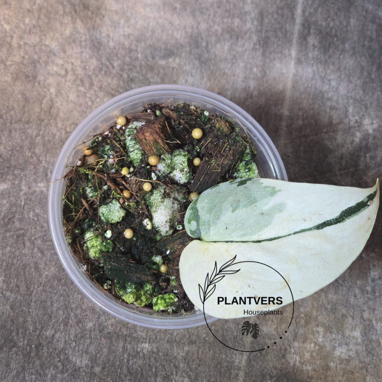 Variegated Scindapsus Mayari - Rare Collector Plant - EXACT Same Plant - US Seller