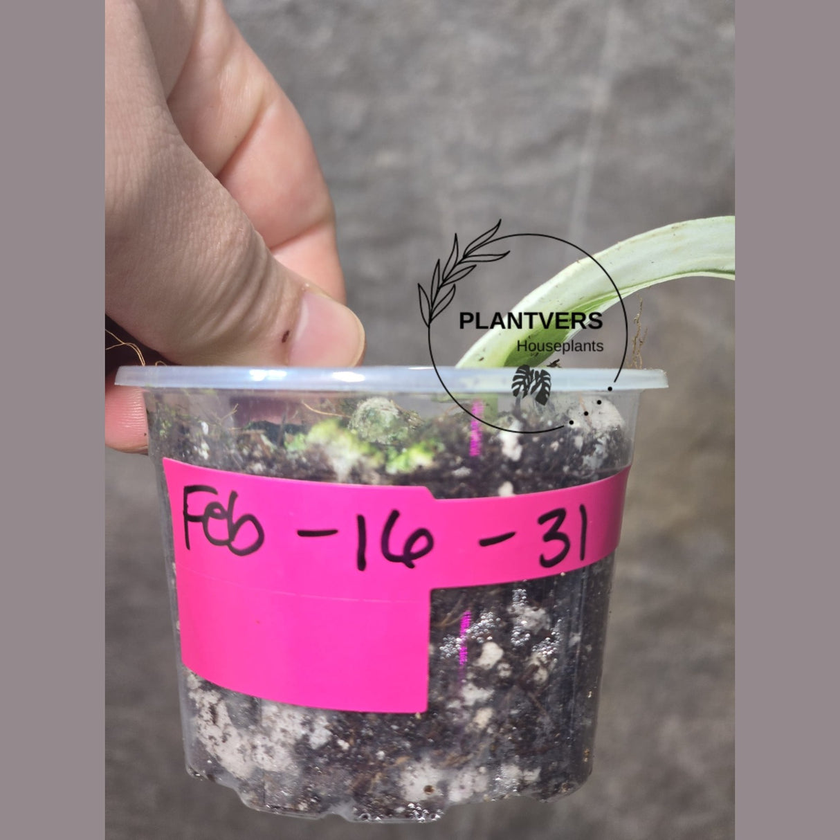 Variegated Scindapsus Mayari - Rare Collector Plant - EXACT Same Plant - US Seller