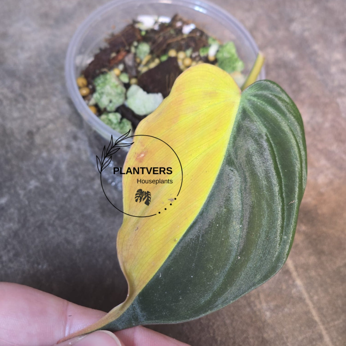 Variegated Philodendron Mican Aurea in a Nursery Pot - Rare Collector Plant - EXACT Plant - US SELLER