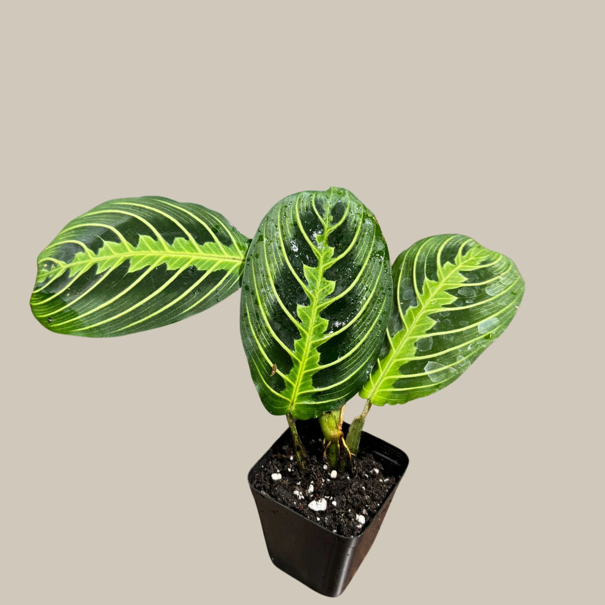 Lemon Lime Prayer Plant Live in Grow Pot - Low Light Office Plant - Maranta Leuconeura - Potted Gift houseplant - Air Purifier Indoor Plant - Gift Plant