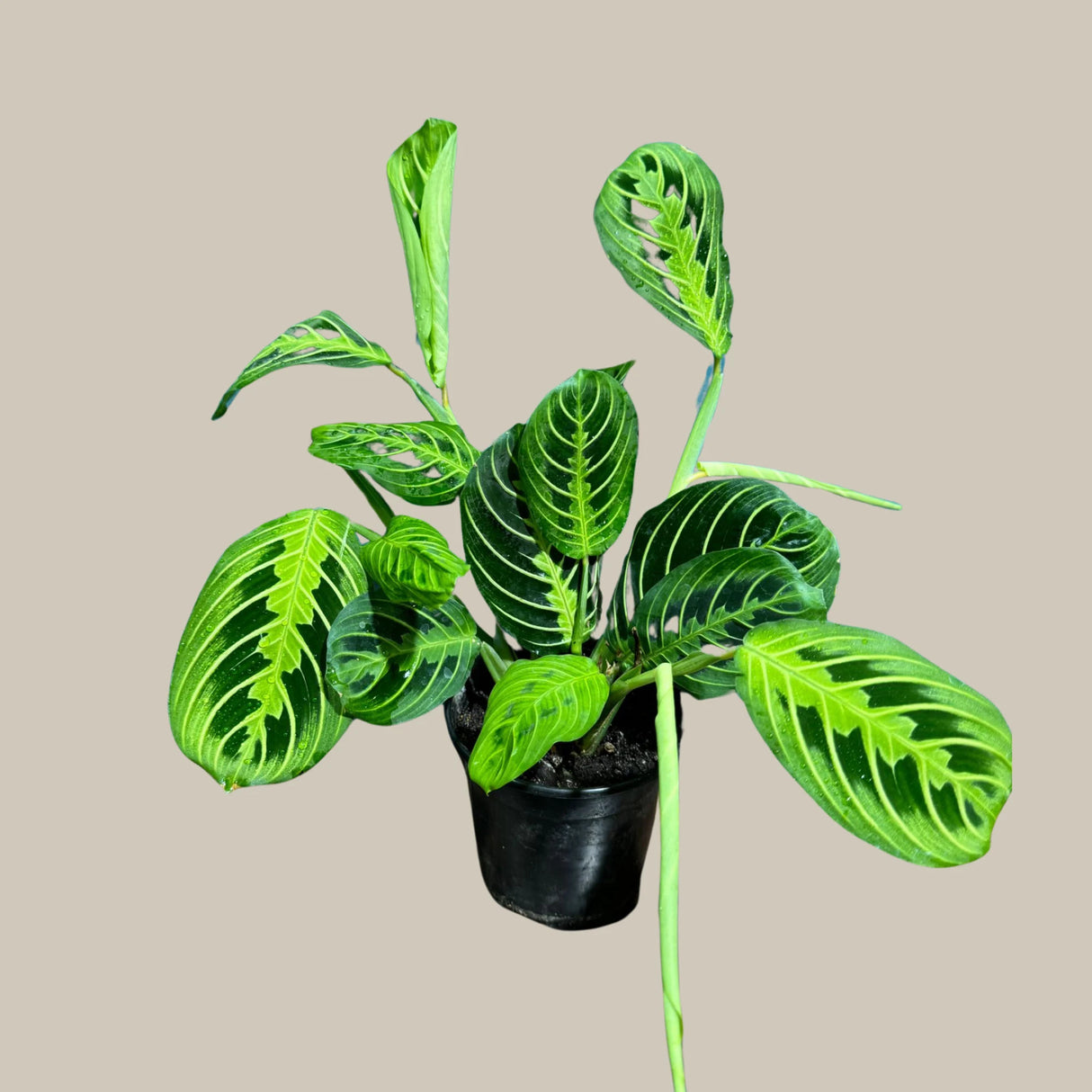 Lemon Lime Prayer Plant Live in Grow Pot - Low Light Office Plant - Maranta Leuconeura - Potted Gift houseplant - Air Purifier Indoor Plant - Gift Plant