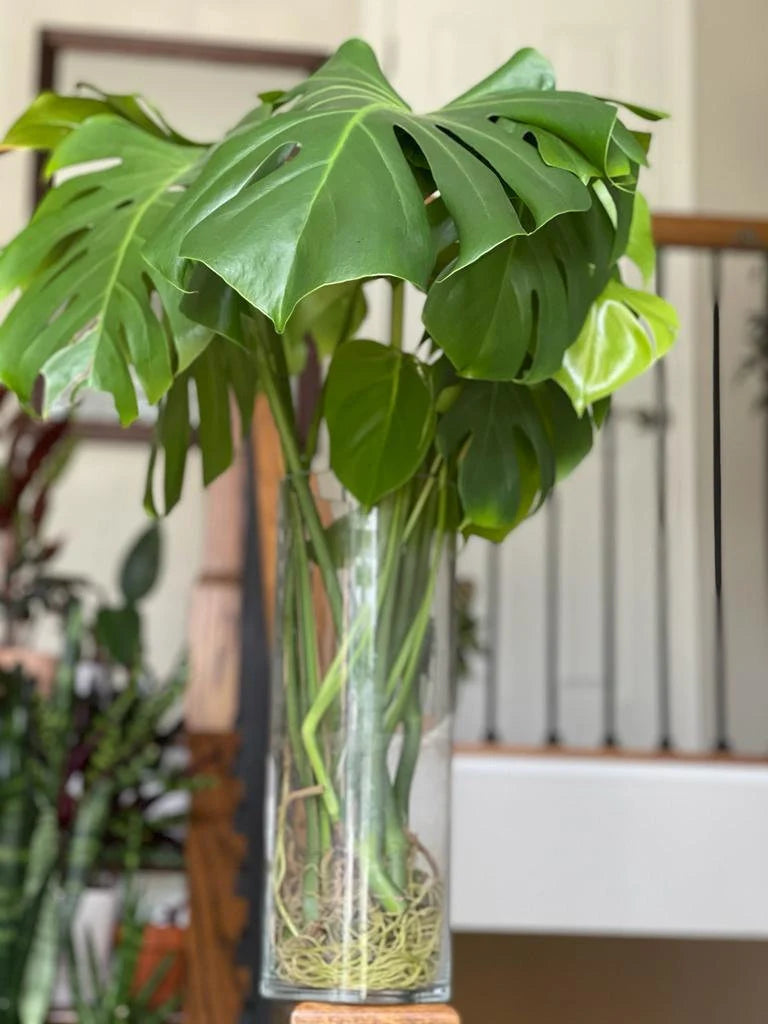 Monstera Deliciosa Cuttings - Low Light Houseplant - Monstera plant -Indoor Gift Plant - Split Leaf Plant - Swiss Cheese Plant- US Seller