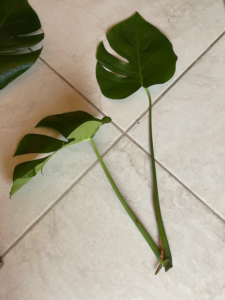 Monstera Deliciosa Cuttings - Low Light Houseplant - Monstera plant -Indoor Gift Plant - Split Leaf Plant - Swiss Cheese Plant- US Seller