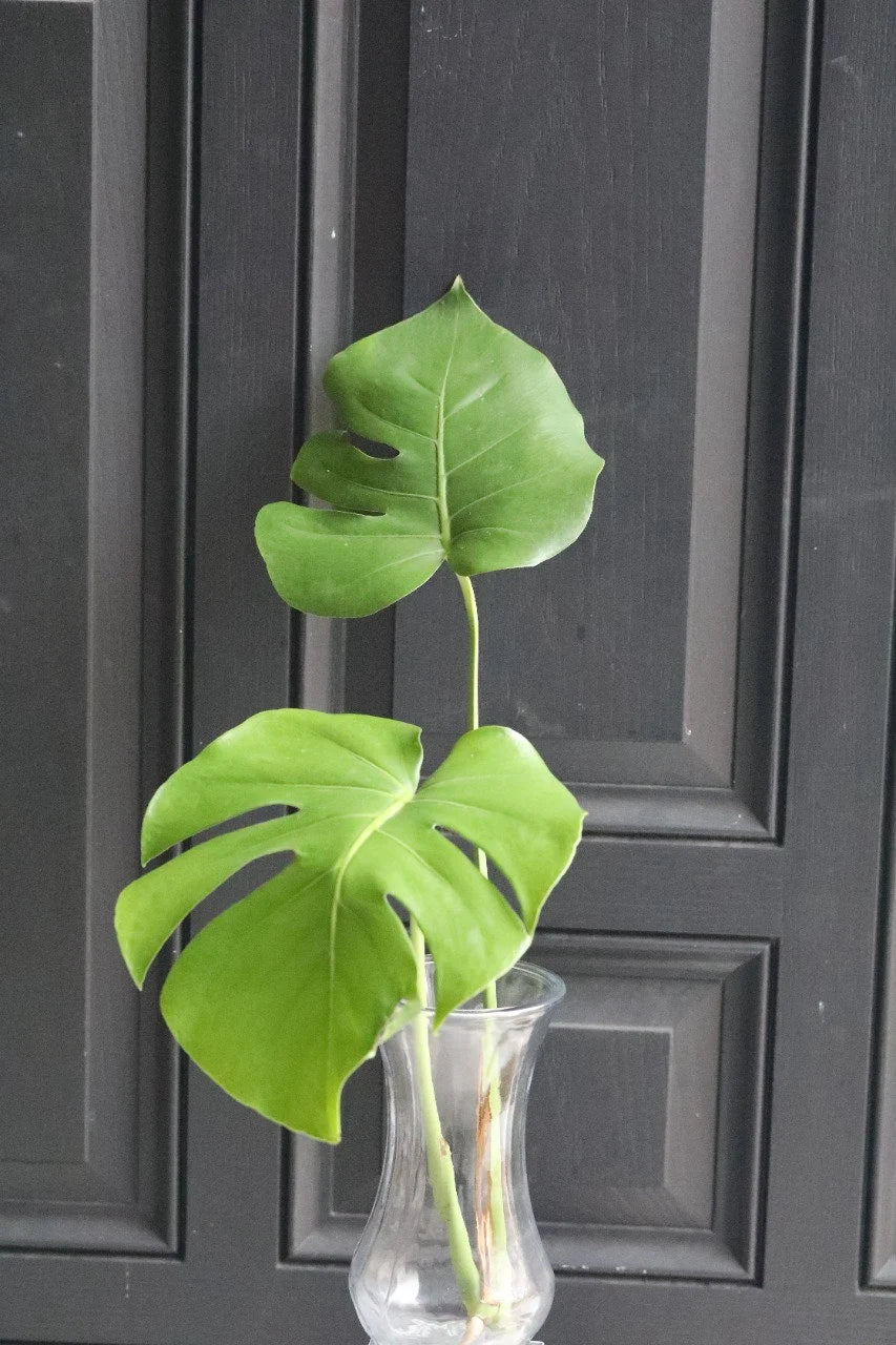 Monstera Deliciosa Cuttings - Low Light Houseplant - Monstera plant -Indoor Gift Plant - Split Leaf Plant - Swiss Cheese Plant- US Seller