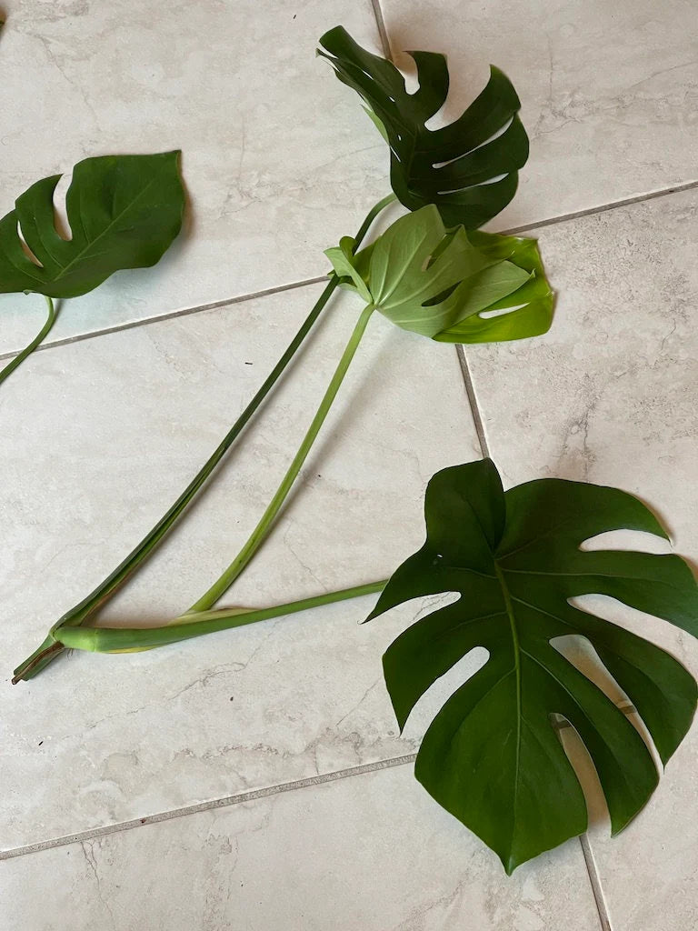 Monstera Deliciosa Cuttings - Low Light Houseplant - Monstera plant -Indoor Gift Plant - Split Leaf Plant - Swiss Cheese Plant- US Seller