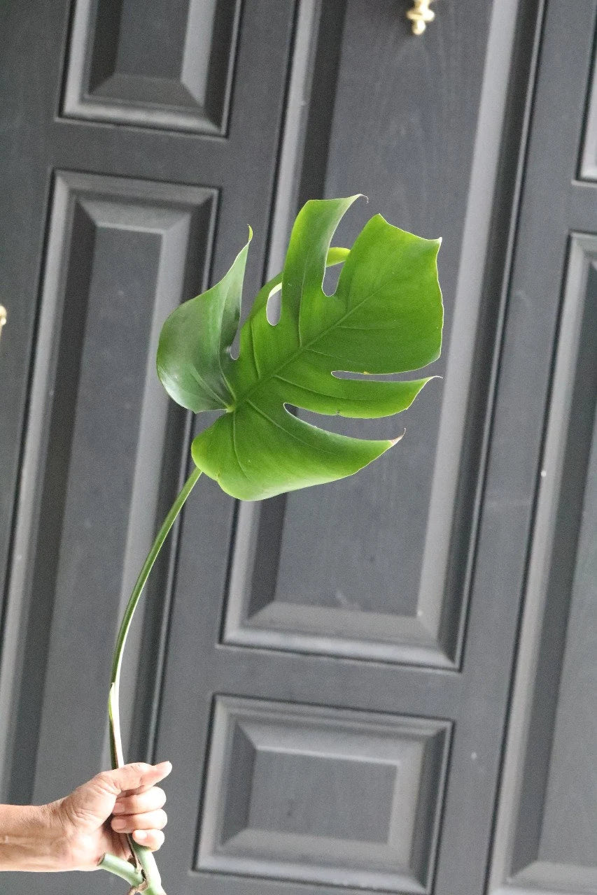 Monstera Deliciosa Cuttings - Low Light Houseplant - Monstera plant -Indoor Gift Plant - Split Leaf Plant - Swiss Cheese Plant- US Seller