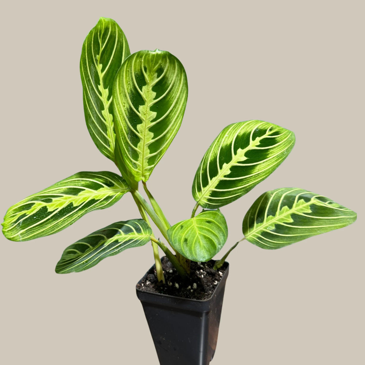 Lemon Lime Prayer Plant Live in Grow Pot - Low Light Office Plant - Maranta Leuconeura - Potted Gift houseplant - Air Purifier Indoor Plant - Gift Plant