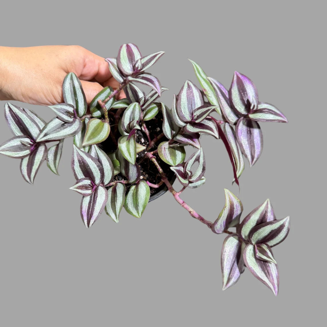Wandering Jew Plant in 4" Nursery Pot - Rare Tradescantia - Rare Pink Silver Wandering Jew - Easy Care Hardy Indoor Houseplant