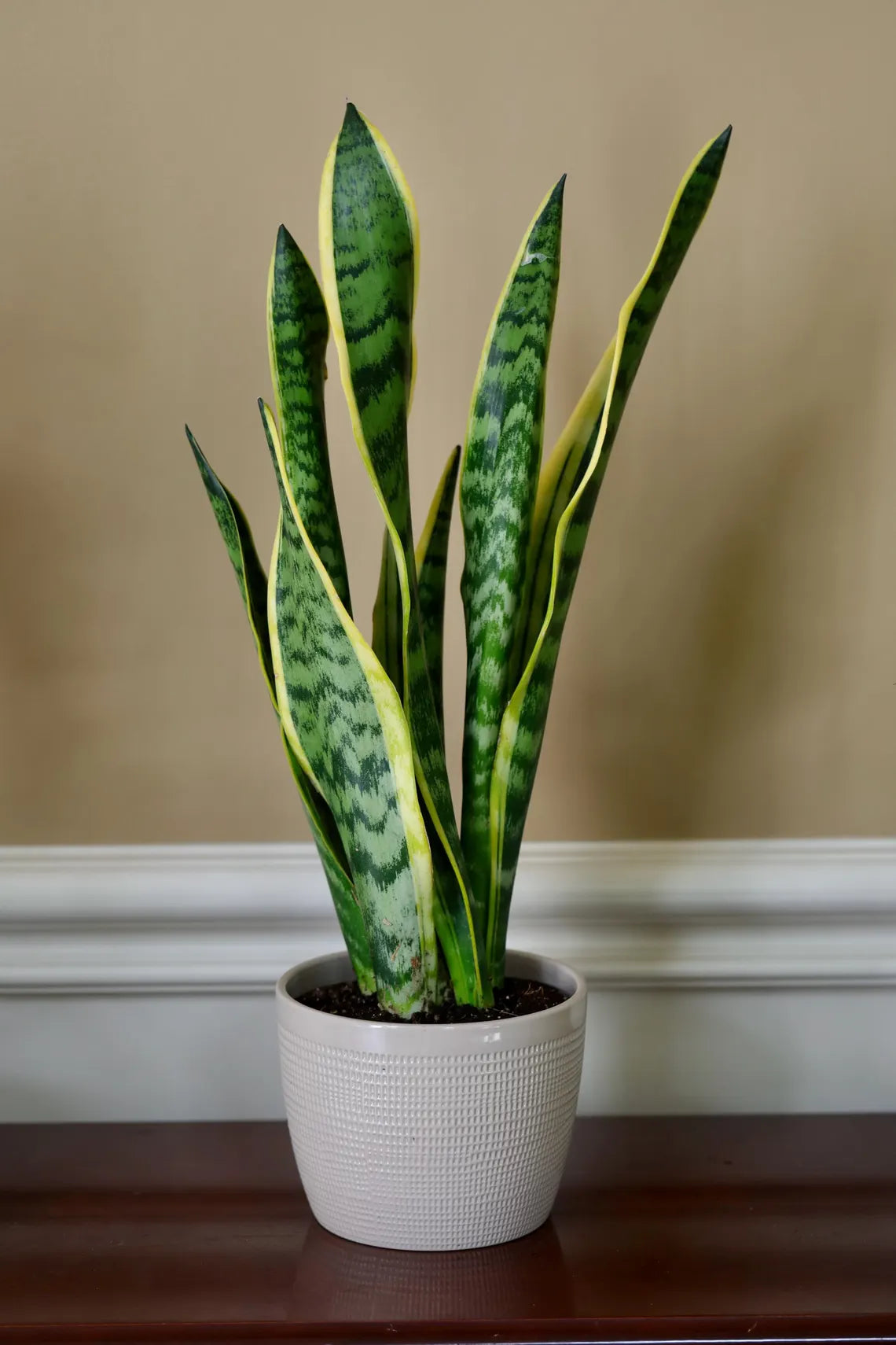 Live Snake Plant in 6" Nursery pot - Mother-In-Law's-Tongue Plant - Sansevieria Laurentii - Air Purifier Indoor Plant - Low Light Plants