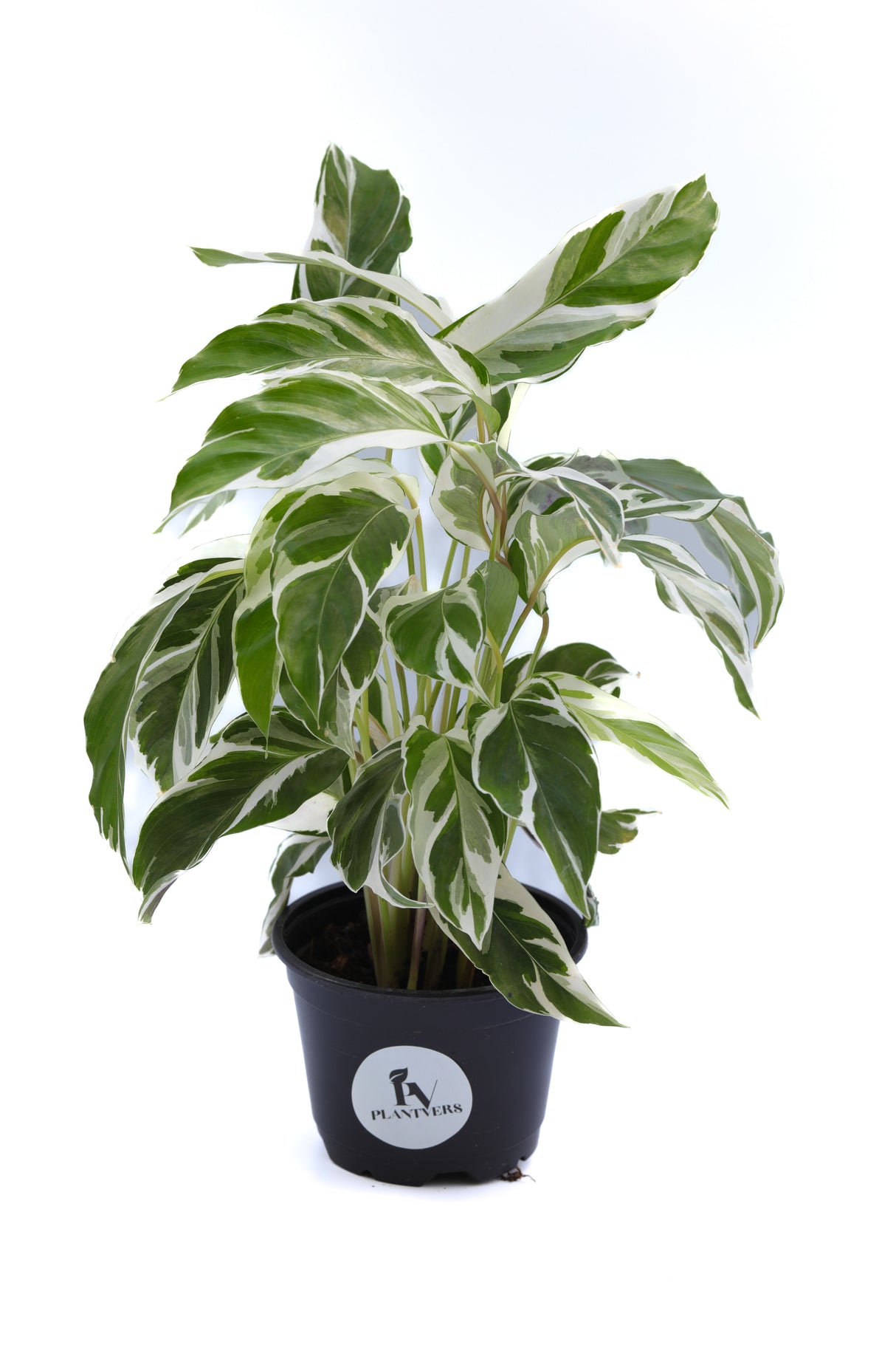 Calathea Fusion White in a 4" Nursery Pot