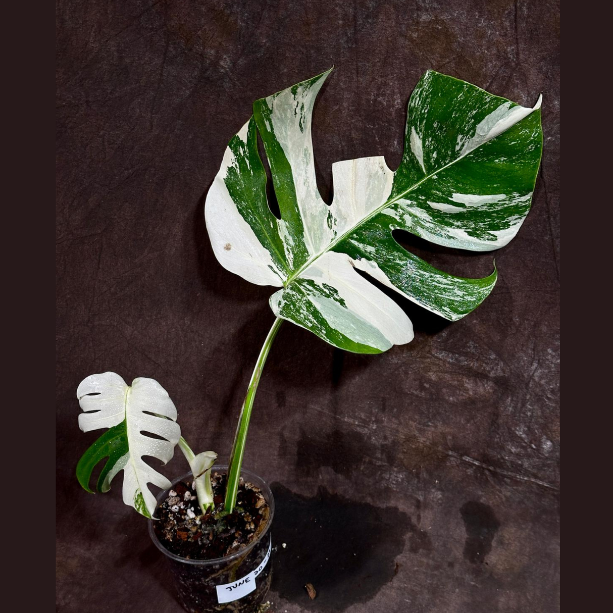 Variegated Monstera Albo Plant - Rare Indoor White Monstera Albo Borsigiana Plant - Albo Monstera - US Seller - Rare Houseplant -EXACT Plant