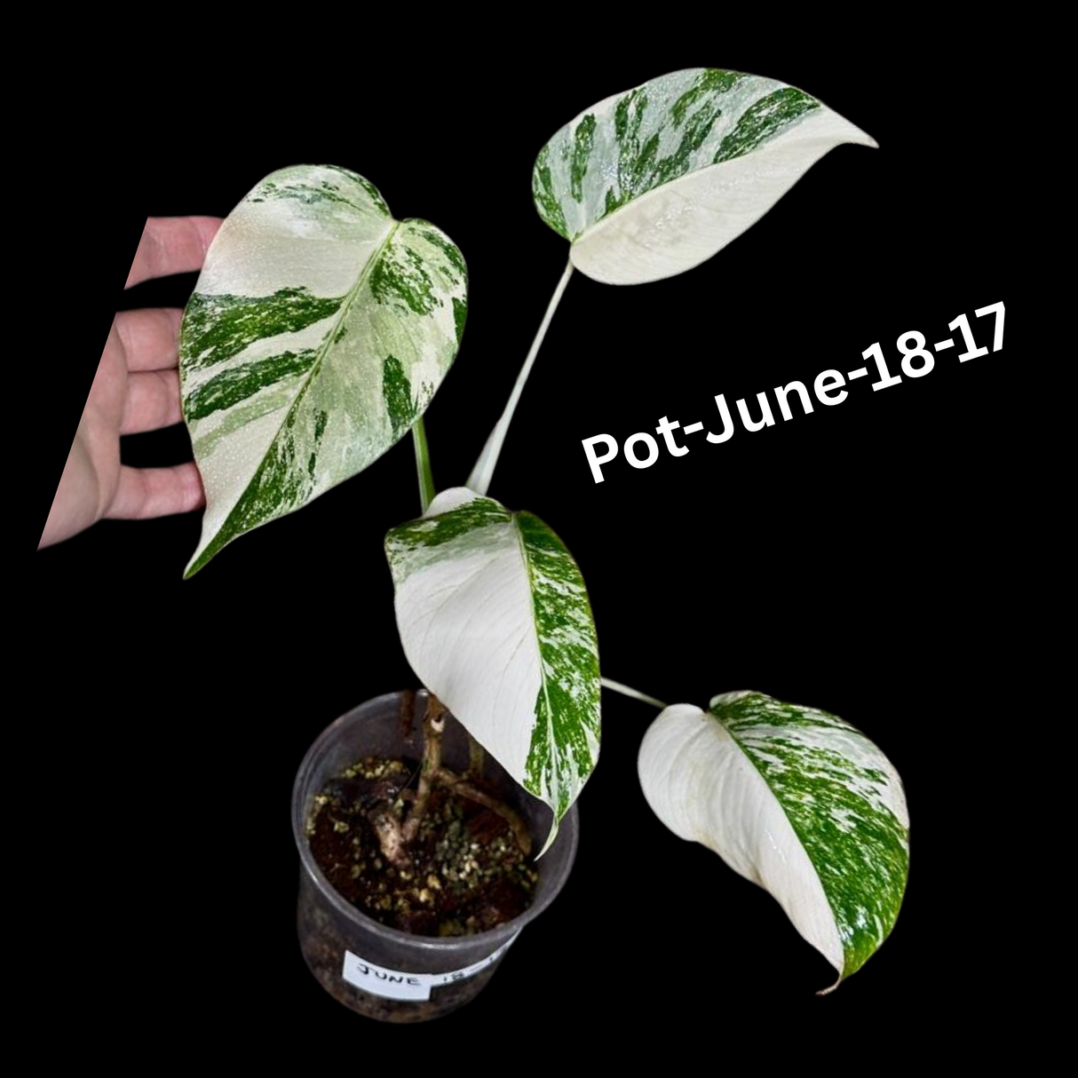 Monstera Albo - Rare Variegated Monstera Borsigiana Albo - Rare Collector Plant - White Monstera Albo Cuts - EXACT Cut or Plant - USA seller