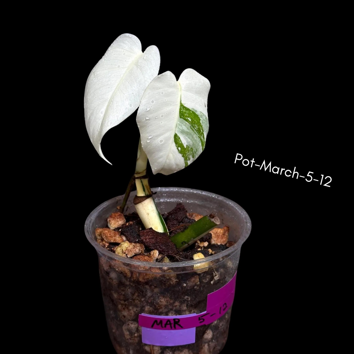 Monstera Albo - Rare Variegated Monstera Borsigiana Albo - Rare Collector Plant - White Monstera Albo Pots - USA seller