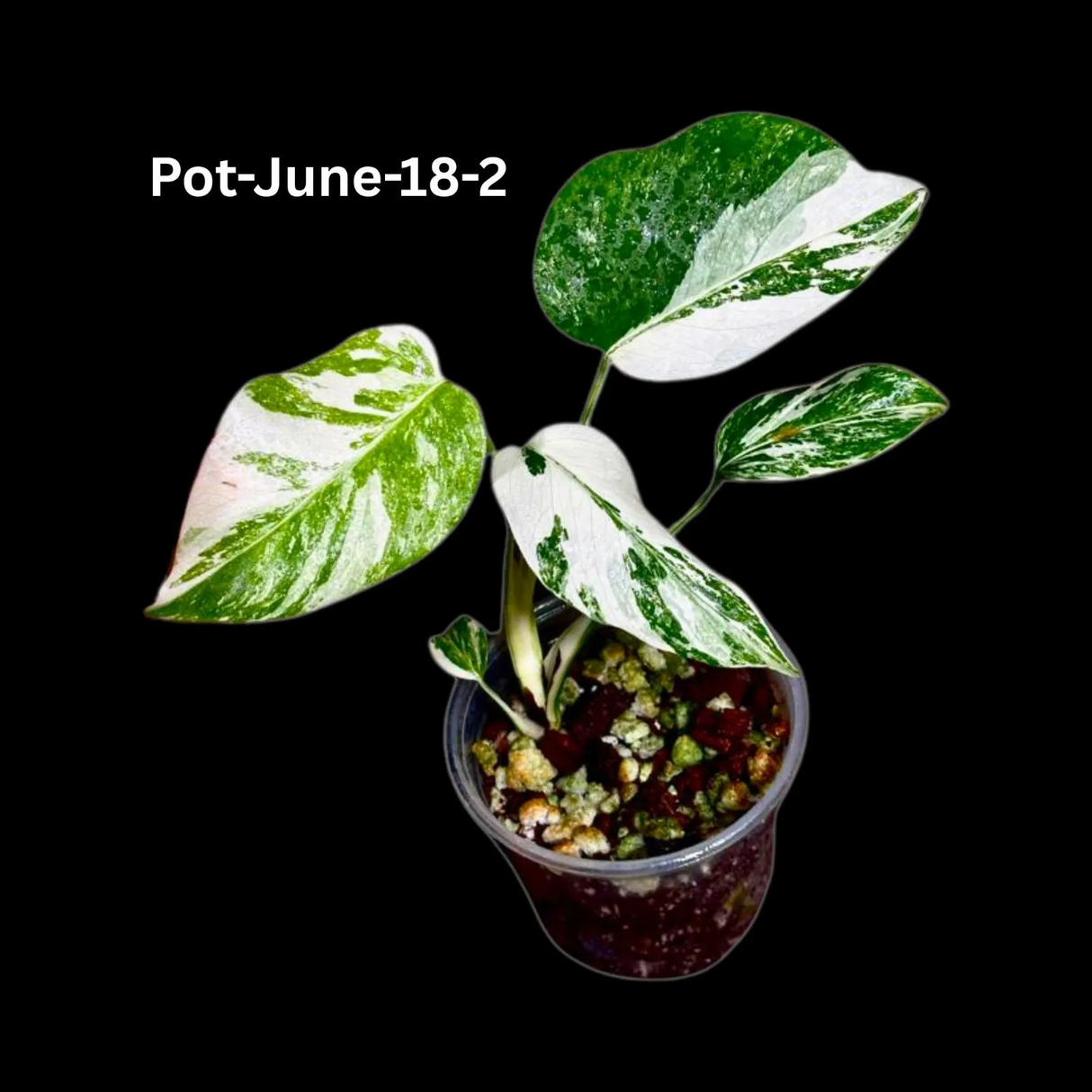 Monstera Albo - Rare Variegated Monstera Borsigiana Albo - Rare Collector Plant - White Monstera Albo Pots - USA seller