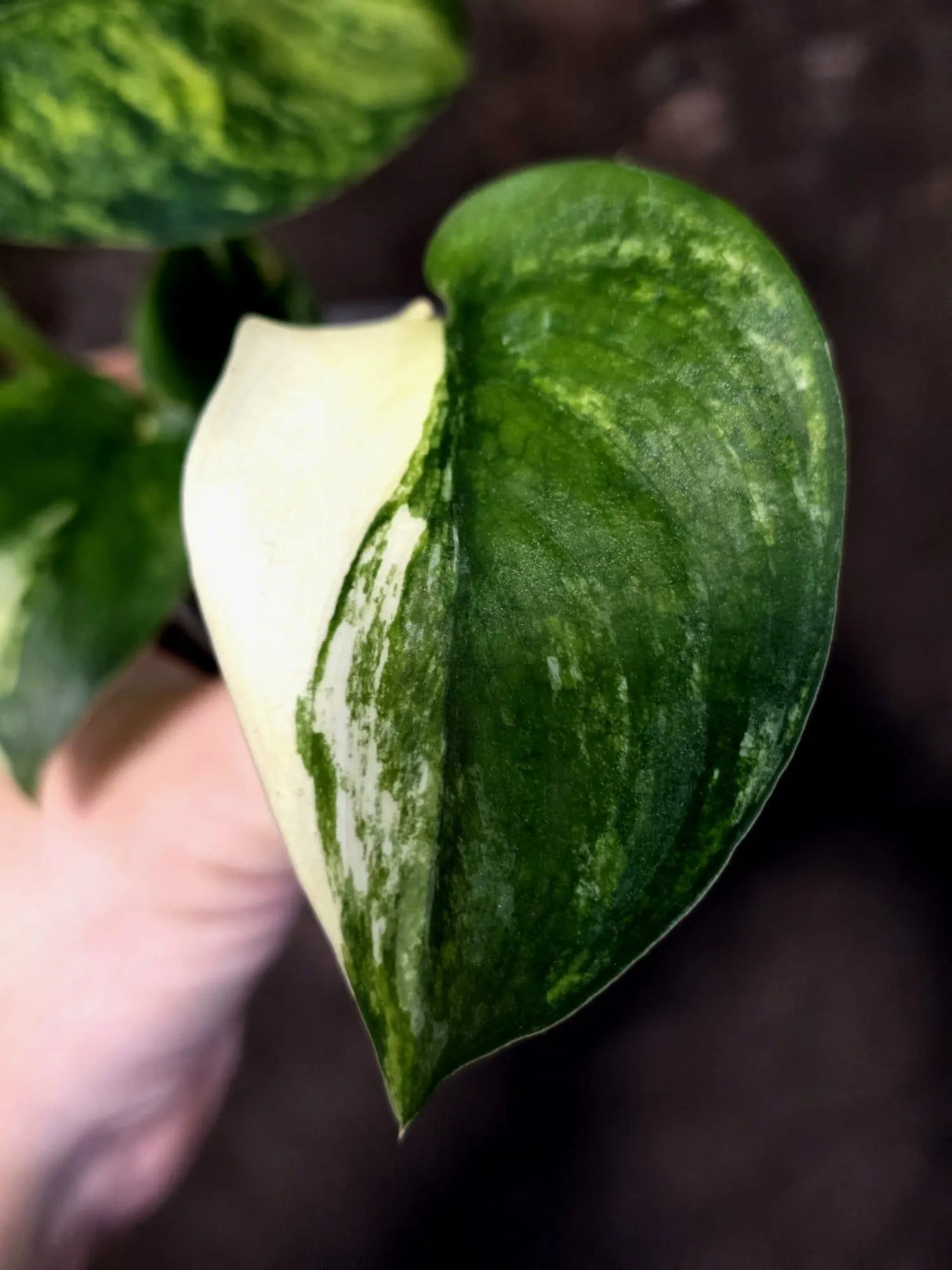 Scindapsus Jade Satin Variegated - Yellow Variegation - (June-21-67)