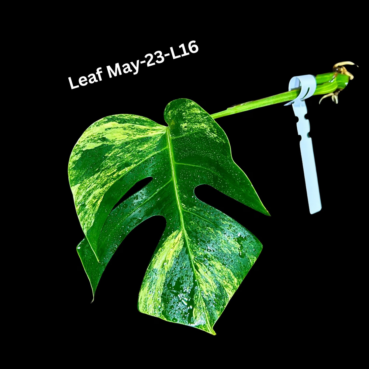 Monstera Borsigiana Aurea Variegated Cutting - Monstera Aurea Variegata - Monstera Marmota Cuts - Exact Same Cut - US Seller