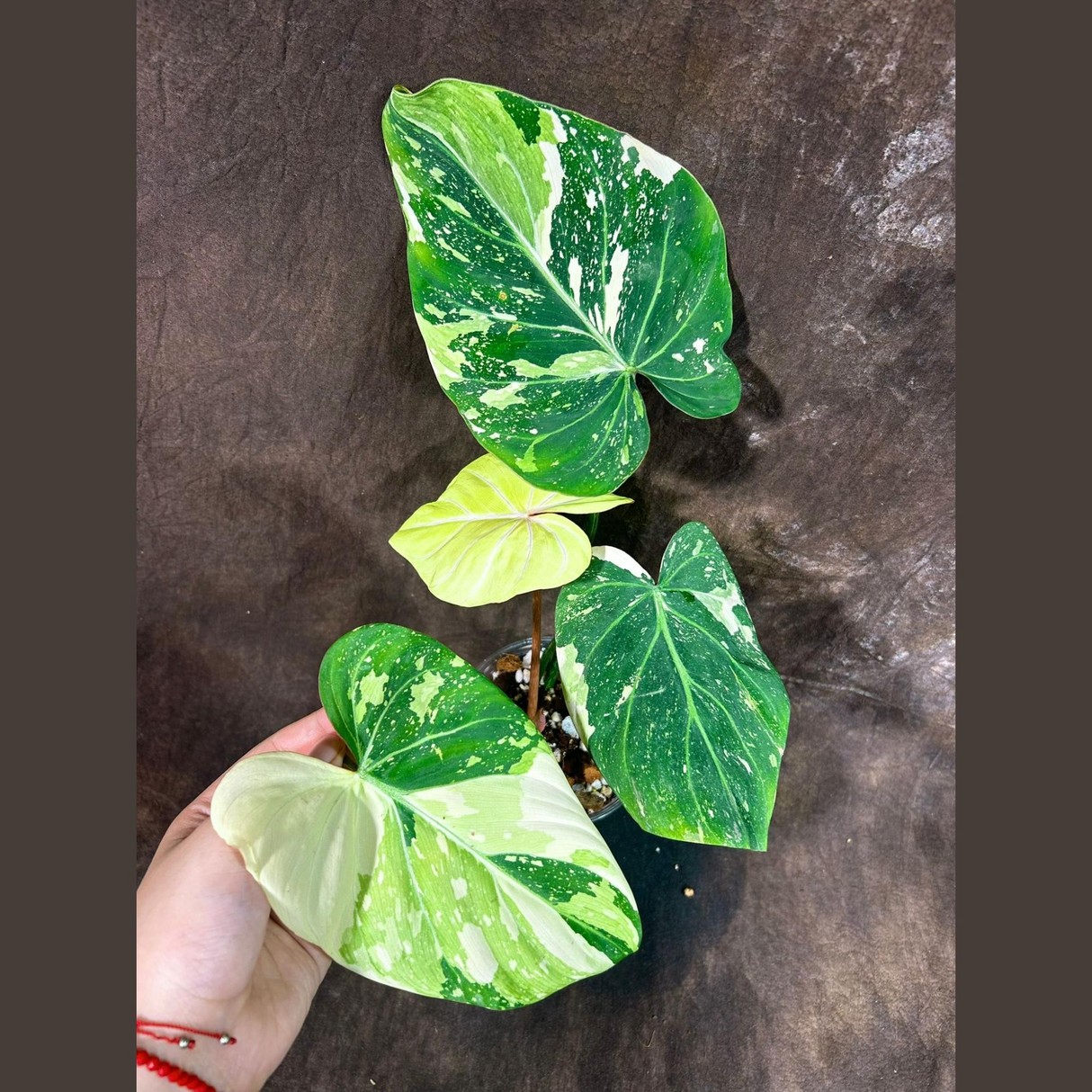 Super Rare Variegated Philodendron Gloriousum Tricolor in a Nursery Pot - Live Tropical Houseplant - Gift Plant -EXACT Same Plant -US Seller