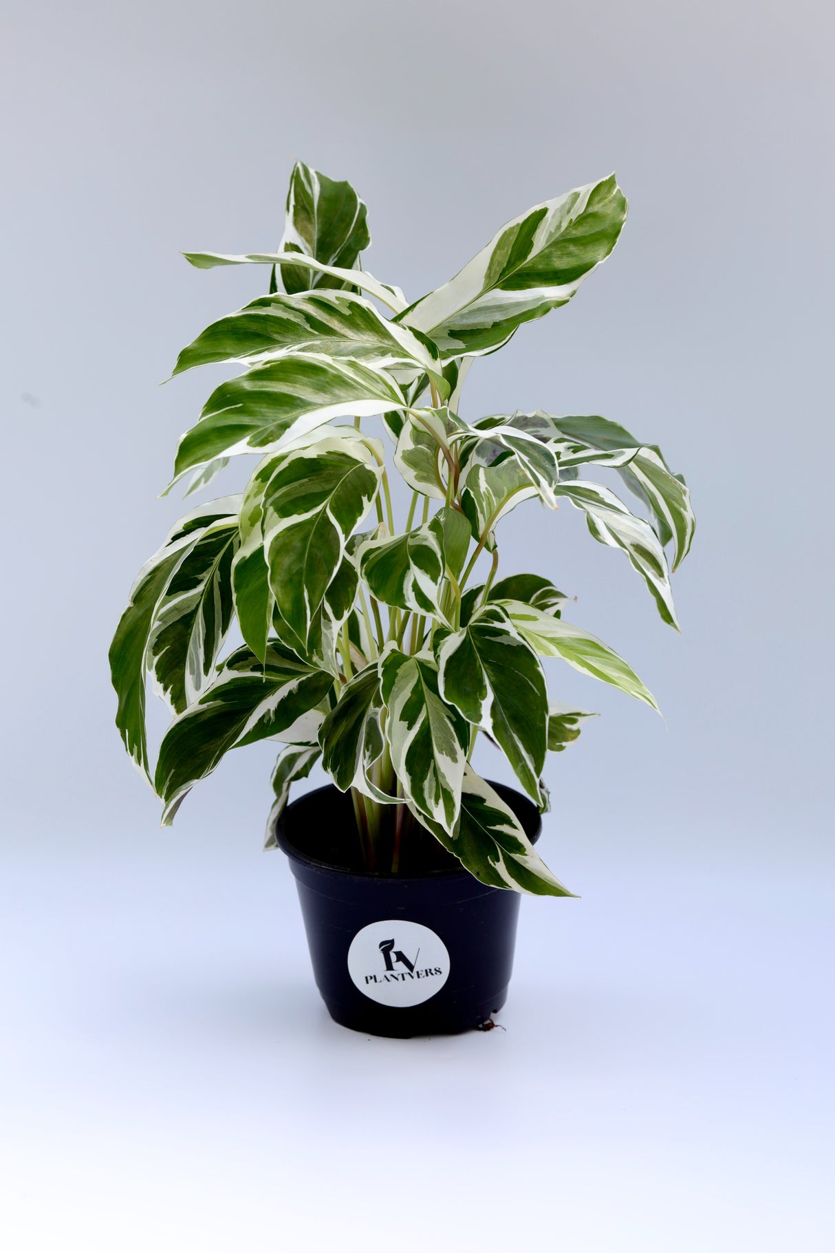 Calathea Fusion White in a 4" Nursery Pot