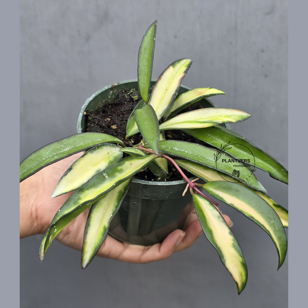 Hoya Wayetii Variegated in 3” Nursery Pot - Rare Variegated Hoya Plant - Wax Plant Indoor Hanging Vine - Easy Care Houseplant