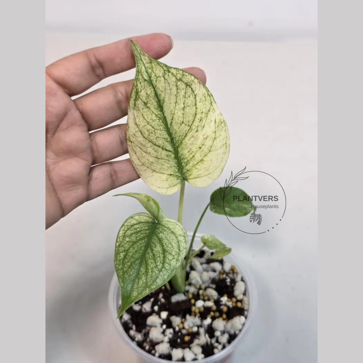 Super Rare Monstera Deliciosa Mint Live Plant - Tropical Plants - Stunning Variegated EXACT Monstera Plant - Collector's Aroid - US Seller