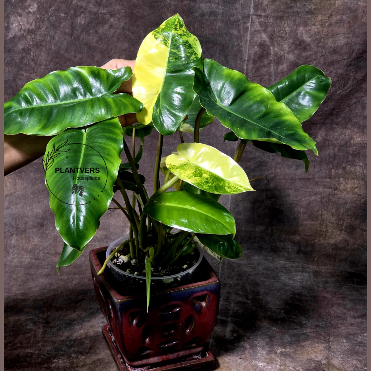 Variegated Burle Marx Philodendron Plant - Indoor & Outdoor Live Tropical House plant - SAME Potted Plant as Image - US Seller
