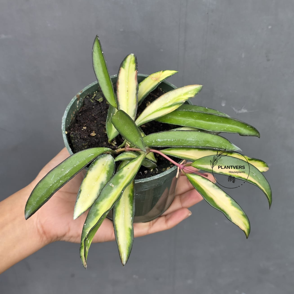 Hoya Wayetii Variegated in 3” Nursery Pot - Rare Variegated Hoya Plant - Wax Plant Indoor Hanging Vine - Easy Care Houseplant