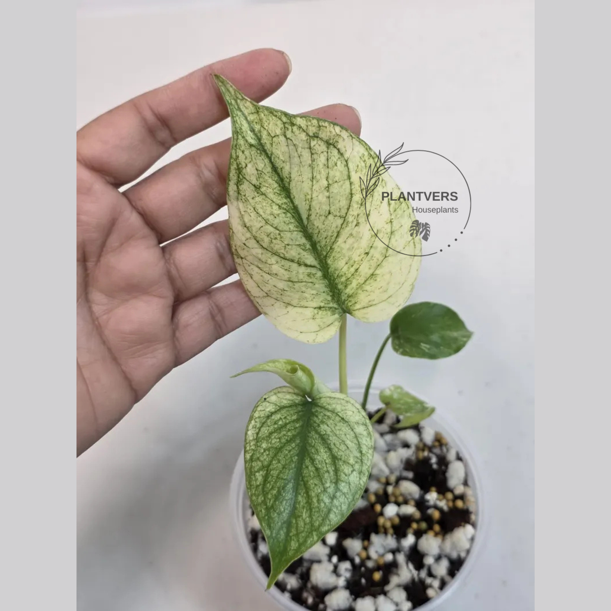 Super Rare Monstera Deliciosa Mint Live Plant - Tropical Plants - Stunning Variegated EXACT Monstera Plant - Collector's Aroid - US Seller