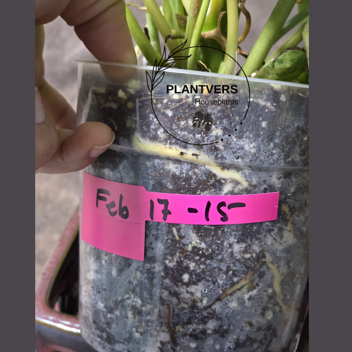 Variegated Burle Marx Philodendron Plant - Indoor & Outdoor Live Tropical House plant - SAME Potted Plant as Image - US Seller