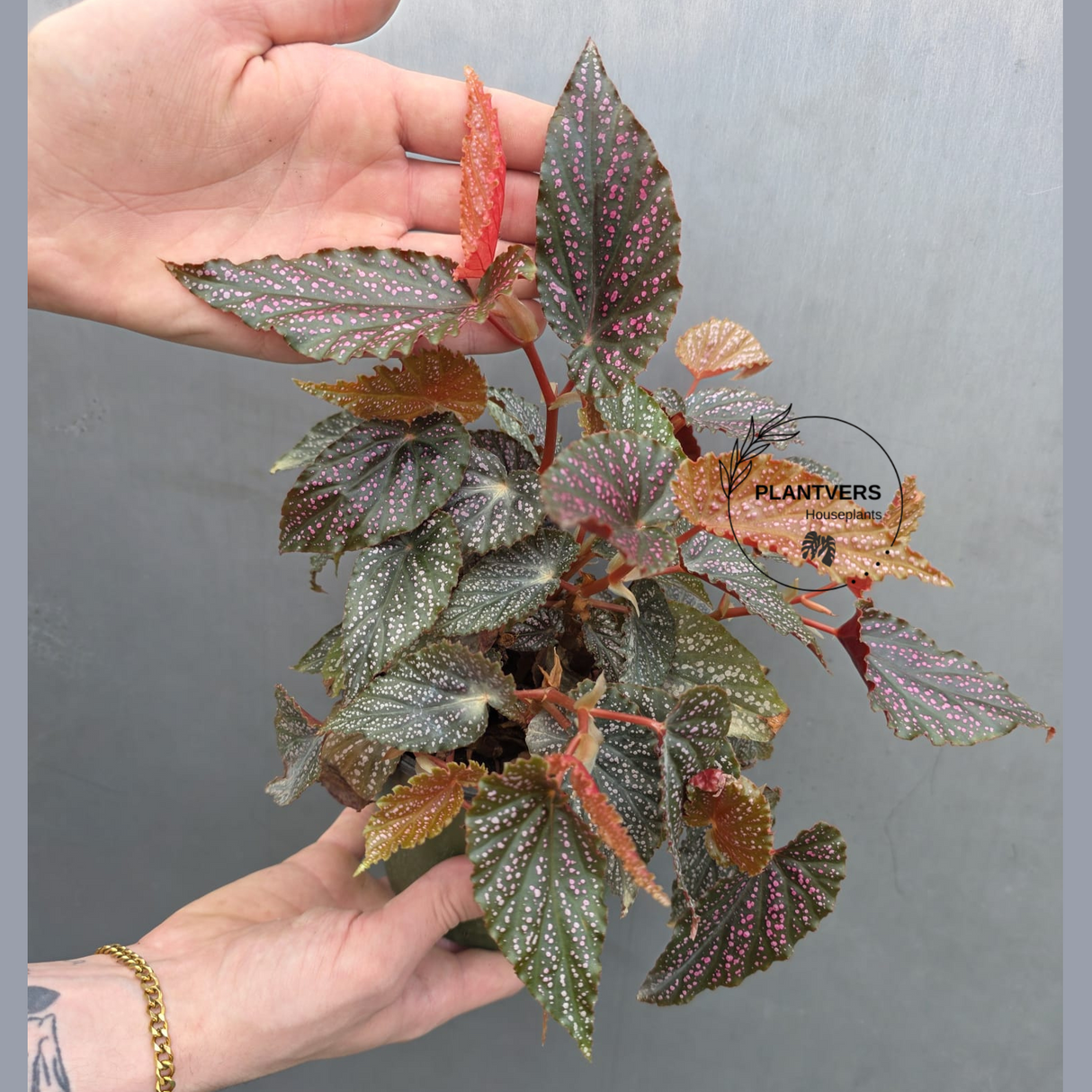 Begonia Benigo Pink Spot in 5” Grow Pot - Rare Spotted Begonia Plant - Pink Polka Dot Houseplant -Indoor Tropical Foliage - Gift for Mom