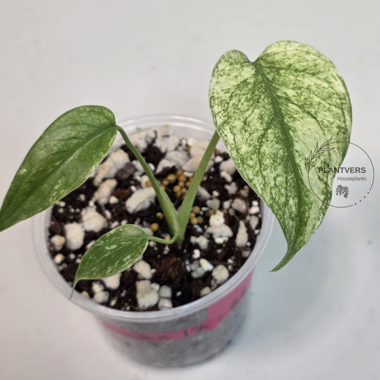 Super Rare Monstera Deliciosa Mint Live Plant - Tropical Plants - Stunning Variegated EXACT Monstera Plant - Collector's Aroid - US Seller