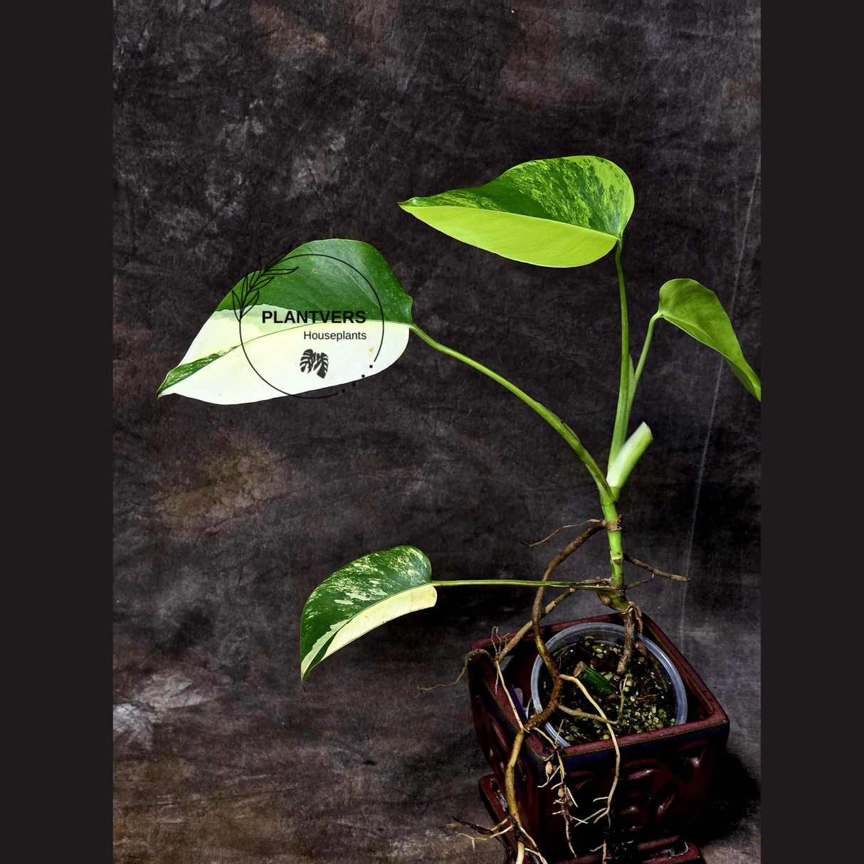 Monstera Aurea Variegated Borsigiana in a Nursery Pot - Monstera Marmota - SAME Plant as images - US Seller